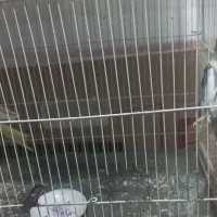 عروس هلندی|پرنده|شیروان (خراسان), |دیوار