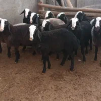 گوسفند نژاد شال میش بره ماده بره قوچ