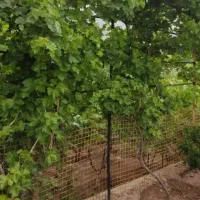 باغچه روستای جارو قابل تهاتر|فروش خانه و ویلا|پلنگ آباد, |دیوار