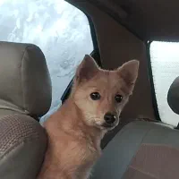 واگذاری دوتا سگ روباهی نر و ماده