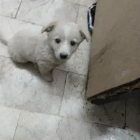 سگ پا کوتاه پامر