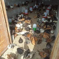 جوجه|حیوانات مزرعه|شمیل, |دیوار