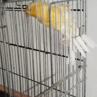 قناری سوپر کشیده|پرنده|شاهرود, |دیوار