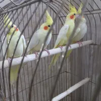 عروس هلندی دوتا نر سخنگو و۳تا جوجهاش شهرری|پرنده|ری, حمزهآباد|دیوار