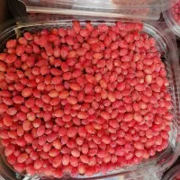 زرشک تازه دانه شده و آب زرشک تازه خالص و طبیعی|خوردنی و آشامیدنی|مشهد, ابوذر|دیوار