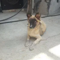 پامر شیتزو ترییر