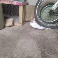 کبوتر کله دمی هوایی ماده