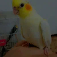 عروس هلندی|حیوانات|مشهد, شهید قربانی|دیوار