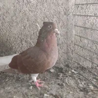 سرخ دمسفید|پرنده|علی‌آباد کتول, |دیوار