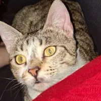 گربه|گربه|رودسر, |دیوار