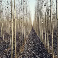 نهال صنوبر تبریزی پربازده|خدمات باغبانی و درختکاری|رشت, رودبارتان|دیوار