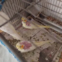فوروش عروس هلندی