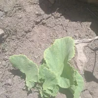 سلام موتور سیکت سی جی