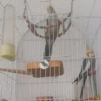 عروس هلندی جفت بالغ