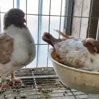 کبوتر، کفتر کینگ،پنگوئنی، ساتن، گوشت کبوتر