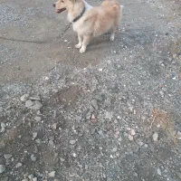 سگ‌پامر خرسی