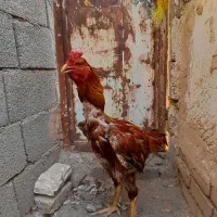 یک مرغ و دوتا خروس لاری|پرنده|مشهد, بهارستان|دیوار