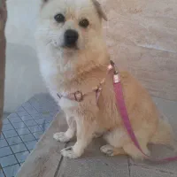 گمشده