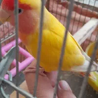 طوطی برزیلی