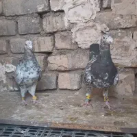 هفترنگ نروماده غول