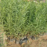 نهال اکاسیاه(بیدسیاه)۲۰تومن.اکالیپتوس چوب سیاه