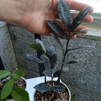 تعدادی گل باگلدون زامفولیا بلک گندمی و..|گل و گیاه طبیعی|بیرجند, |دیوار