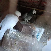 یک جفت کفتر طوقی