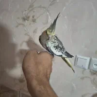 یک جفت عروس هلندی همراه با 2جوجه و چهار تا تخم|پرنده|قرچک, مهدیه|دیوار