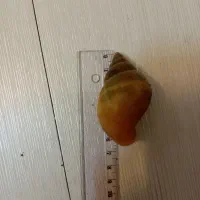 حلزون آلبینو 4ماهه