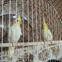 عروس هلندی لوتینو|پرنده|مهر, |دیوار