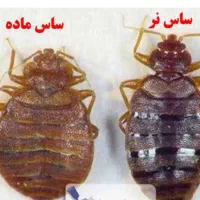 سم پاشی وضدعفونی اصولی باپشتیبانی