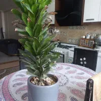 گل طبیعی|گل و گیاه طبیعی|مشهد, کشف|دیوار