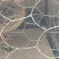 جفت بلدر چین کوهی|پرنده|شیراز, ارم|دیوار