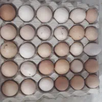 سرگرمی وفراغت حیوانات مزرعه