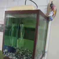 آکواریوم فوری فروش به علت جا به جایی