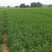 ۸۰۰۰هزار متر عقیلی روستایی حیدر