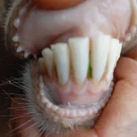 بزغاله|حیوانات مزرعه|خرم‌آباد, |دیوار