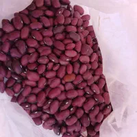 لوبیا قرمز بذرب و لوبیا چیتی بذری درجه یک