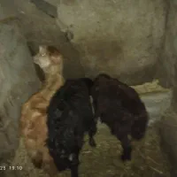 دوعدد بره نر و ماده یک عددبز نر