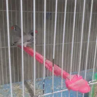 فنچ|پرنده|چناران, |دیوار