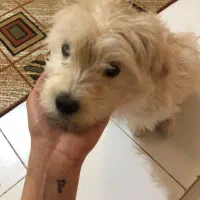 واگزاری سگ شیتزو|سگ|بابل, |دیوار