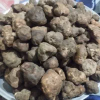 قارچ دنبلان