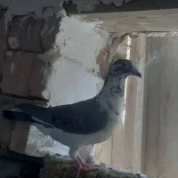 چندعددکفترنسل داروخوب بفروش میرسد|پرنده|سراوان, |دیوار