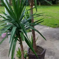 فروش چهار گل و گلدان