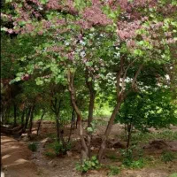 باغ-فروشی-باسندکوهای-خلج-غارمغان-روستای-اردمه