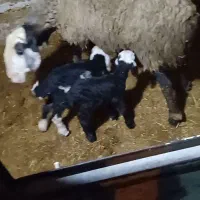 فــروش گوسفند دوقلو زا و چنـد قلوزا و بره