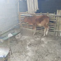 گوساله ماده