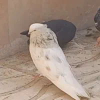 نر شمشادی  و ماده زاغ