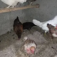 مرغ وخروس|حیوانات مزرعه|گنبد کاووس, |دیوار