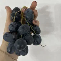 نهال انگور یاسین|خدمات باغبانی و درختکاری|ارومیه, |دیوار